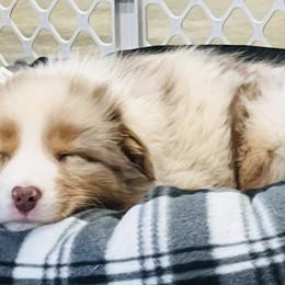 Australian Shepherd Puppies from SS Australian Shepherds