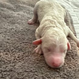Gauge - Apricot male Poodle puppy in Montgomery, Texas from Parsons Standard Poodles