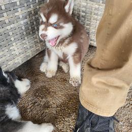 Bandit - Brown and white male Siberian Husky puppy in Swansea, Illinois from Husky B's