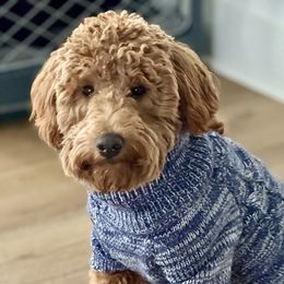 Ryder Boy - Goldendoodle