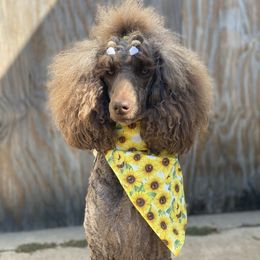 Diva - Poodle