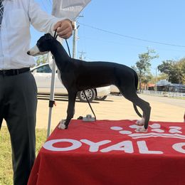 Christine - White and black female Whippet puppy in Erving, Massachusetts from Devine Hounds