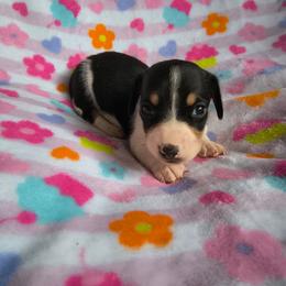 Spotty - Piebald male Dachshund puppy in Opelika, Alabama from Dachshund Darlins
