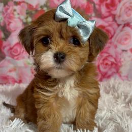 Calla - Red sable female Havanese puppy in Clermont, Florida from Country Sweet Havanese and Creative Coaching
