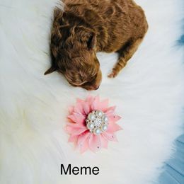 Pekingese and Poodle Puppies from Dogs lovers