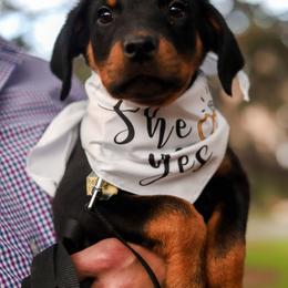Rottweiler Puppies from G.M. Rottweilers"N-E OHIO"