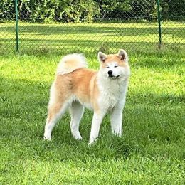 Reika - Japanese Akitainu