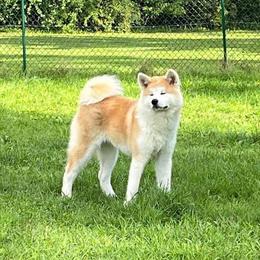 Reika - Japanese Akitainu