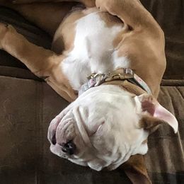 Bulldogs from Oklahoma's Bougie Bulldogs