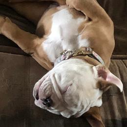 Bulldogs from Oklahoma's Bougie Bulldogs