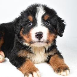 Birch - Black rust and white male Bernese Mountain Dog puppy in Millersburg, California from Smith Farms and Kennels