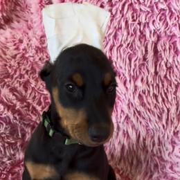 Girl 1 - Black and rust female Doberman Pinscher puppy in Centralia, Missouri from TopSpots Farm