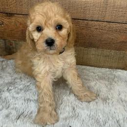 Wren - Apricot female Goldendoodle puppy in Haddam, Kansas from Golden B Acres