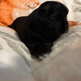 Pecan - Black and white female Shih Tzu puppy in Bluffton, South Carolina from Cuddly Coastal Cuties