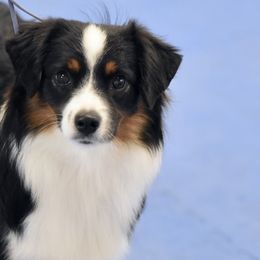 Miniature American Shepherds, Miniature Australian Shepherds, and Toy Australian Shepherds from Shooting Stars Ranch Toy and Mini Aussies