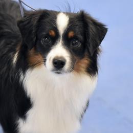 Miniature American Shepherds, Miniature Australian Shepherds, and Toy Australian Shepherds from Shooting Stars Ranch Toy and Mini Aussies