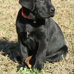 Labrador Retriever Puppies from Boomerang Farm