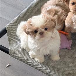 Dutton - Liver and white male Shih Tzu puppy in West Pawlet, Vermont from Morgan's Shih Tzus