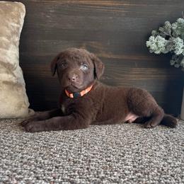 Arlo - Brown male Chesapeake Bay Retriever puppy in Ulen, Minnesota from North Wind Gundogs