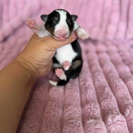 Dolly - Black white and tan female Shetland Sheepdog puppy in Aberdeen, Idaho from Willow Creek Cresteds