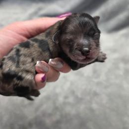 Dolly Parton - Merle female Shihpoo puppy in Delphos, Ohio from Route 66 Puppies