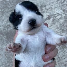 Shamrock parti beauty Ready Aug 21 - Parti male Miniature Schnauzer puppy in Temple, Texas from Schnauzers Of Taylor