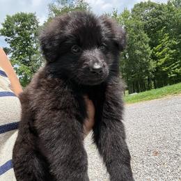 Orange - Black female German Shepherd puppy in Terra Alta, West Virginia from Shepherd Country Farm and Kennels