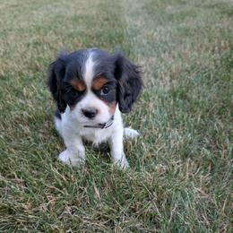 Nellie - Tri-color female Cavalier King Charles Spaniel puppy in New Holland, Pennsylvania from Mountain Breeze Puppies