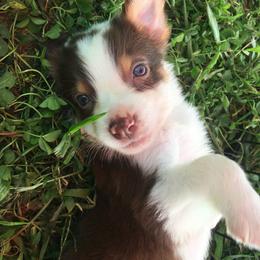 Orzo Girl 2 - Red tri-color female Australian Shepherd puppy in Johnson City, Tennessee from St. Isidore Australian Shepherds