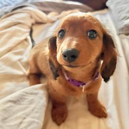 Izzie - Sable female Dachshund puppy in Hobart, Indiana from Cogsworth Cromwell Dachshunds of NW Indiana and SW Michigan