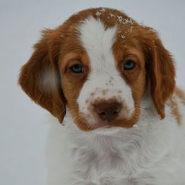 Bowser - Orange and white male Brittany puppy in Hollidaysburg, Pennsylvania from Royal Flush Farms