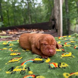 Kimber - Golden rust female Vizsla puppy in Comer, Georgia from Stratton Spaniels