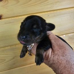 Penny black and tan female - Black and tan female Dachshund puppy in Trade, Tennessee from TN Miniature Dachshunds & Basset Hounds