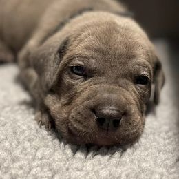 Cane Corso from Rocky Mountain Cane Corso