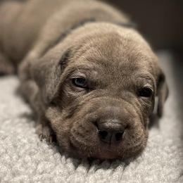 Cane Corso from Rocky Mountain Cane Corso