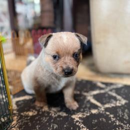 Maizy - Red speckled female Australian Cattle Dog puppy in Cottage Grove, Oregon from Heirloom Ranch