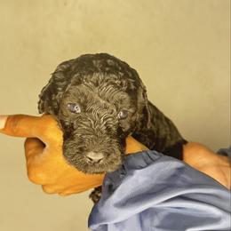 Slate - Black male Poodle puppy in Fort Lauderdale, Florida from SoFlo Standard Poodles