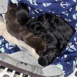 Purple Collar Female - Black female Labrador Retriever puppy in Kissimmee, Florida from SunState Labs