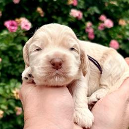 Sadie (purple) - Cream female Cockapoo puppy in Denver, Pennsylvania from Greenview Puppies