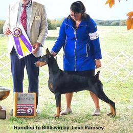 DARE - Doberman Pinscher