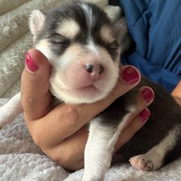 Oreo - Black and white male Pomsky puppy in Grandview, Washington from Alyssa’s Pomskies