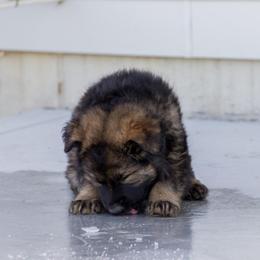 German Shepherd Puppies from Journey's German Shepherds (Kennel Vom Himmel)
