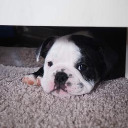 Bulldog Puppies from The Barking Lot