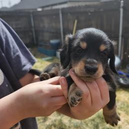 Dachshund Puppies from Panhandle Dashing Doxies