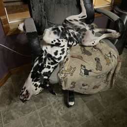 Dalmatian Puppies from Hallmark Dalmatians;