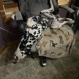 Dalmatian Puppies from Hallmark Dalmatians;