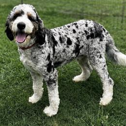 Stella - Bernedoodle