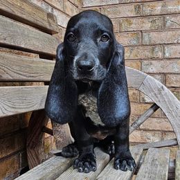 Maple - Black female Colombian Fino Hound puppy in Kingston, Tennessee from Fino Hounds USA