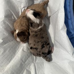 Miniature Australian Shepherd and Toy Australian Shepherd Puppies from Cherry Grove Kennel