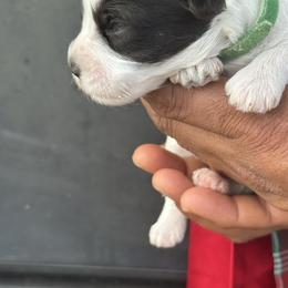 Green girl - Parti female Miniature Schnauzer puppy in Oneonta, Alabama from Murphree Valley Kennels